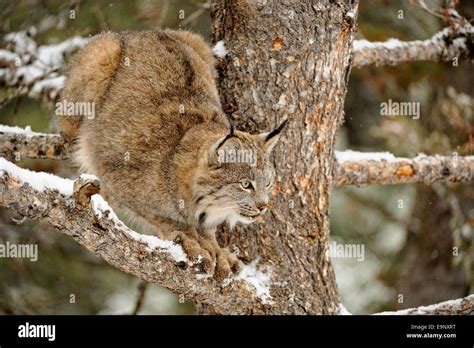 Canadian Lynx Lynx Canadensis In Hi Res Stock Photography And Images