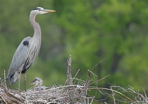 Life In A Great Blue Heron Colony Check Out These Babies Leslie