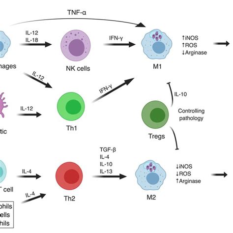 Macrophage Polarization Distinct Stimuli Induce The M1 Or M2 Like