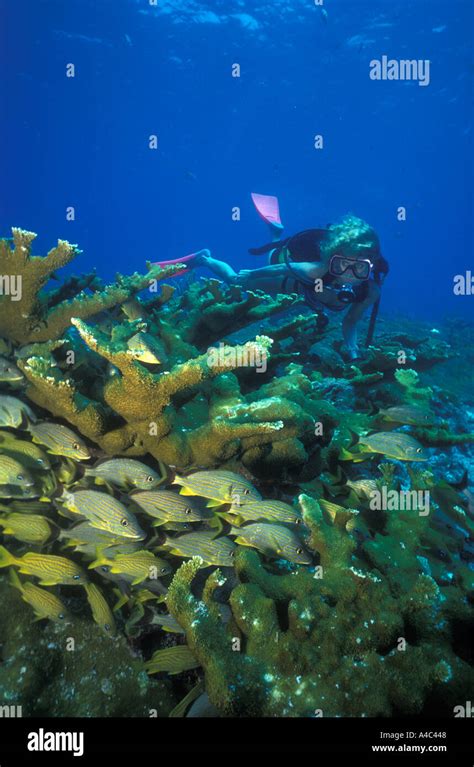 Female Scuba Diver And Elkhorn Coral Hi Res Stock Photography And