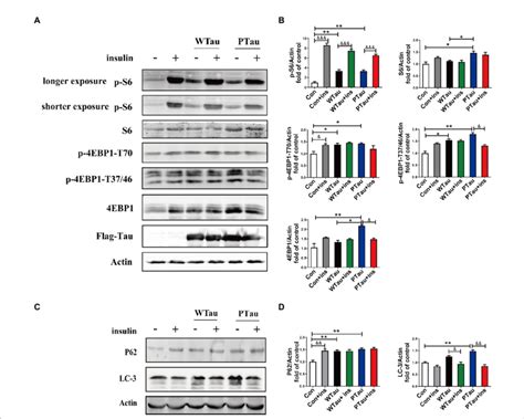 Effects Of Wtau Wild Type Tau And Ptau At E Tau Overexpressing On