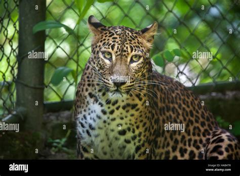 Sri Lankan Leopard Panthera Pardus Kotiya Also Known As The Ceylon