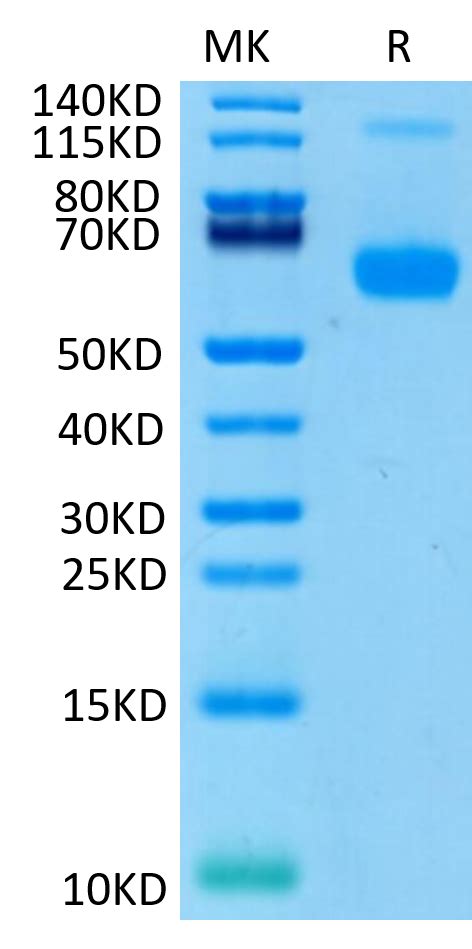 Biotinylated Human Cd Ligand Cd Trimer Protein Primary Amine Labe