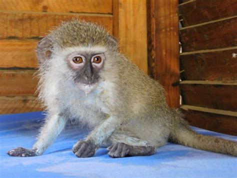 Monkeys As Pets – Vervet Monkey Foundation Virtual Adoptions