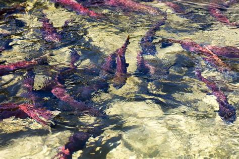 Kokanee Salmon Vs Sockeye Salmon Whats The Difference Outdoor Troop