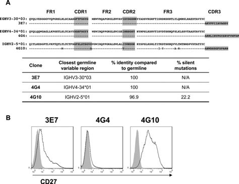 Expansion Of Polyreactive B Cells Cross Reactive To Hla And Self In The