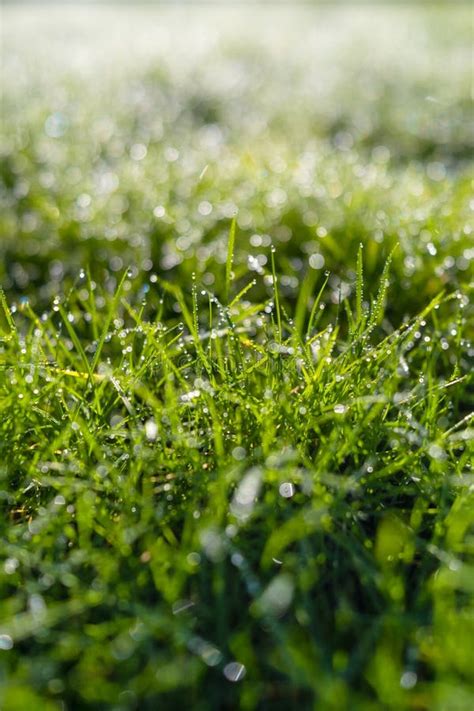 Orvalho Na Grama Ao Amanhecer Sol Brilhante E Plantas Frescas Imagem