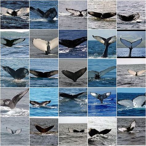 Humpback Whale Fluke - A Large Humpback Whale Fluke Near The Surface ...