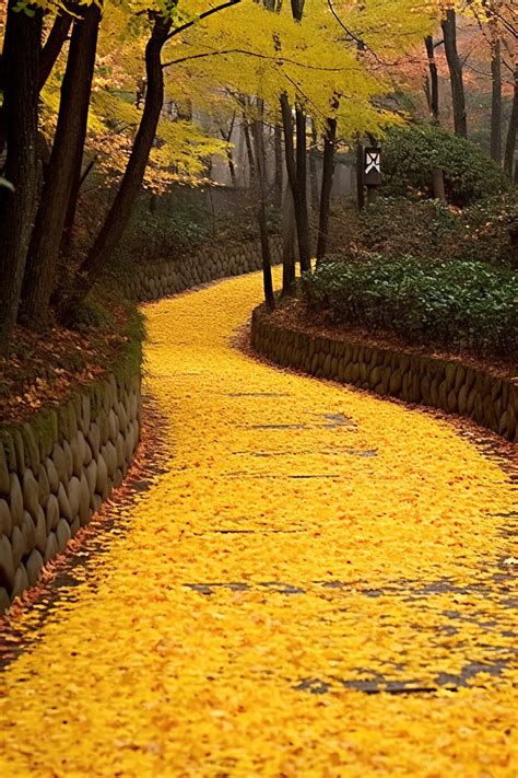 Yellow Leaves On A Walkway In An Autumn Wood Background Wallpaper Image