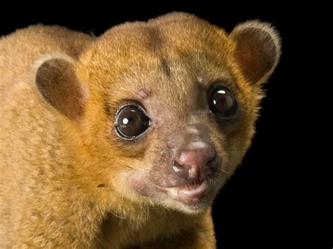 Kinkajou Monkey