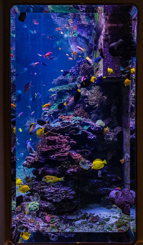 Saltwater Reef Aquarium