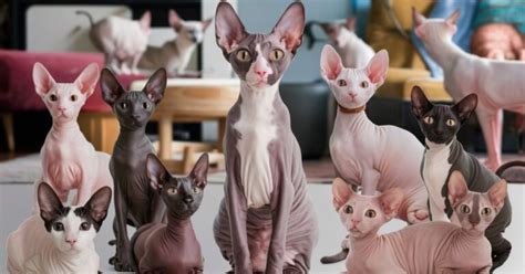 12 Hairless Cat Breeds And Their Differences