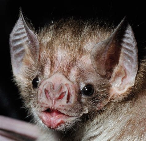 bats  facts   fiction rapid pest solutions