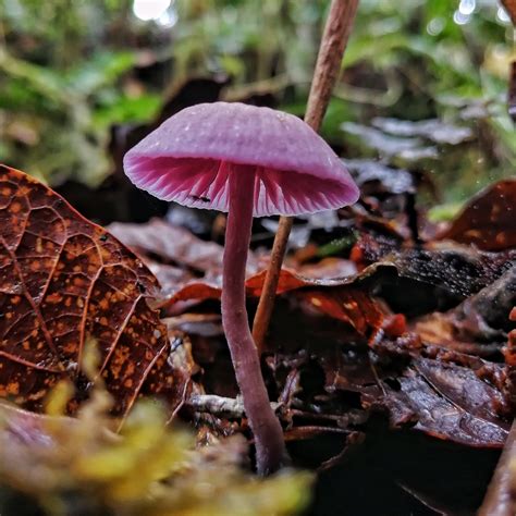 Laccaria Gomezii Gu A De Macrohongos M S Comunes De La Reserva Aurora