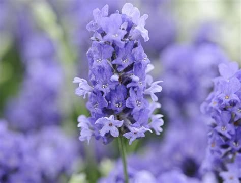 Lavendel Planten Snoeien Stekken Verzorgen Gardeners World