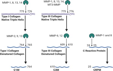 Generation Of Neoepitopes By Mmps Type I And Type Iii Collagen