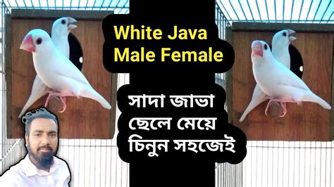 White Java Male Female Difference Youtube