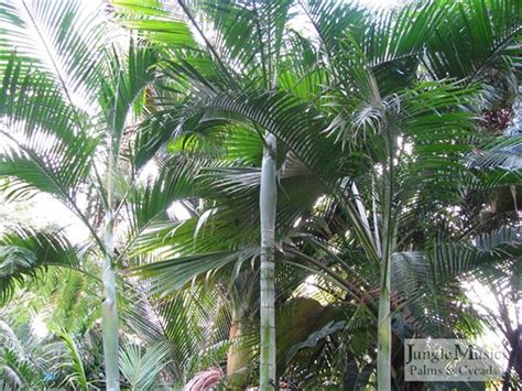 Palm Gardens - Creating a Beautiful Palm Garden