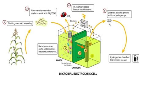 Microbial Fuel Cells Could Lead To Surplus Energy Production