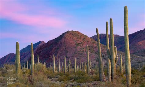 Pastel Twilight Organ Pipe National Monument Arizona Michael