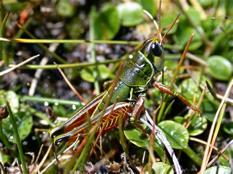 Catalogue of Life: GSD profile: Orthoptera Species File Online