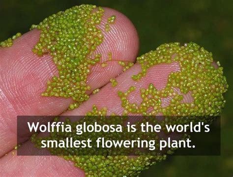 Asian watermeal/Wolffia globosa - the world's smallest flowering plant. The flowers are so small ...