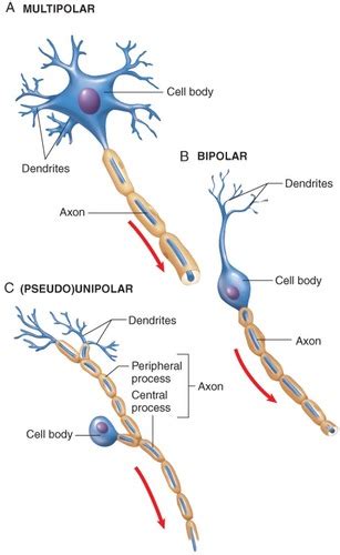 Pathophys 2 Neuro Flashcards Quizlet