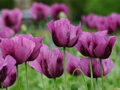 Growing Poppies For Decorative Seed Pods Spice And Beauty