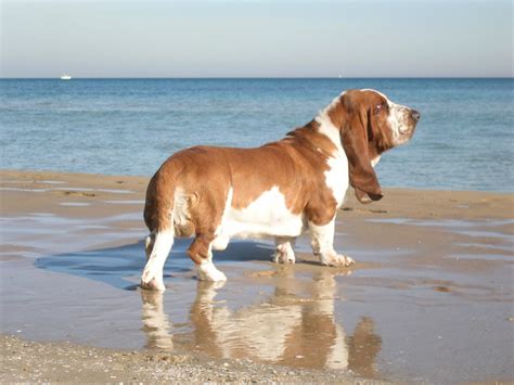 20 French Dog Breeds List With Photos And Information