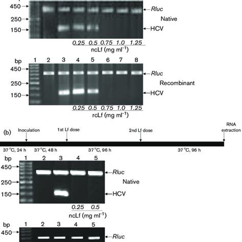 Inhibition Of Hcv Replication In Huh75 Cells By The N Lobe Of Lf Download Scientific Diagram