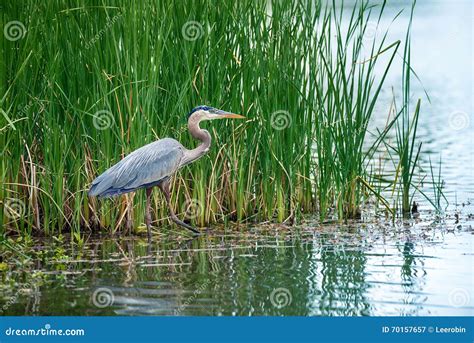 Great Blue Heron In The Reeds Stock Image Image Of Plumes Lake