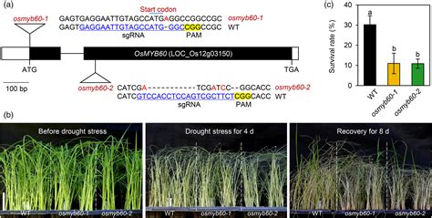 Mutation Of OsMYB60 Reduces Rice Resilience To Drought Stress By