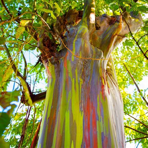 Rainbow Eucalyptus Tree Eucalyptus Deglupta Seeds Etsy