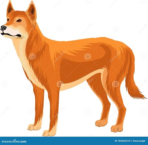 Australian Wild Dog Dingo Vector Illustration Stock Vector ...