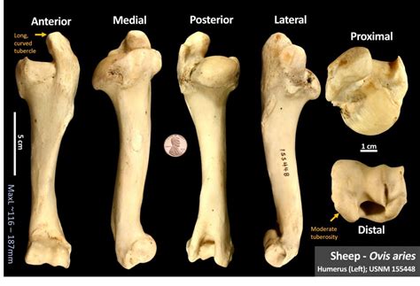 Sheep Humerus Osteoid Bone Identification