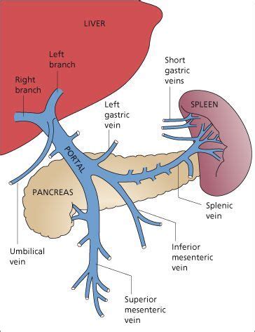 Pin on Anatomie du corps humain