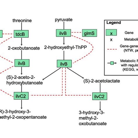 Biosynthesis subnetwork of valine, leucine and isoleucine in B. longum ...