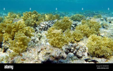 Beautiful Coral Reefs Of The Red Sea Beautiful Coral Reefs Of The Red