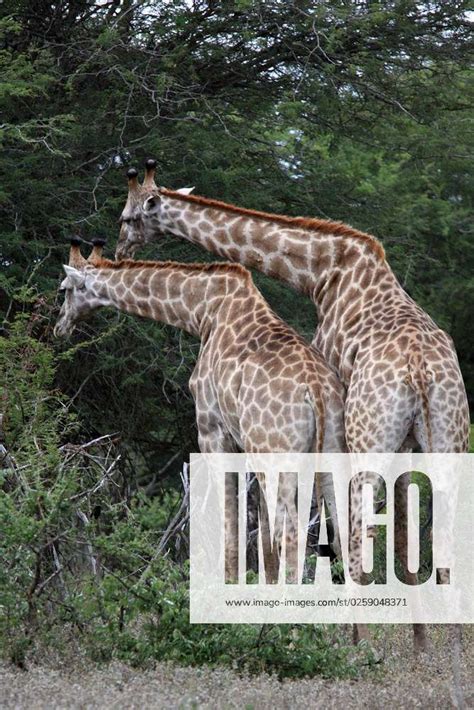 Giraffe Paarung Mating Giraffe Paarung Mating