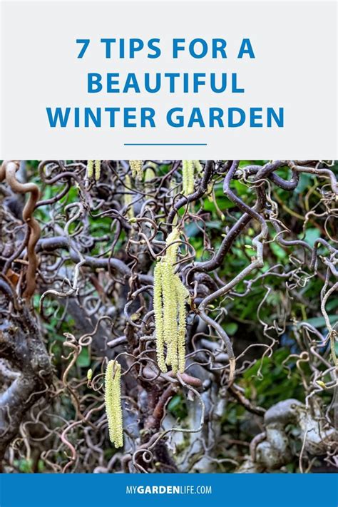 7 Tips For A Beautiful Winter Garden Winter Garden Gardening Tips