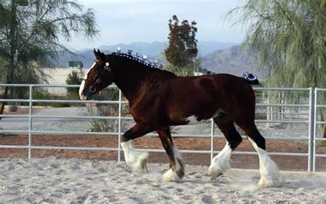 145 best images about Clydesdale Horses on Pinterest | Bud, Shire horse ...