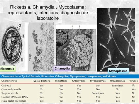 Infection à Chlamydia Sortir Ensemble