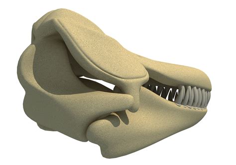 Killer Whale Skull – 3D Horse