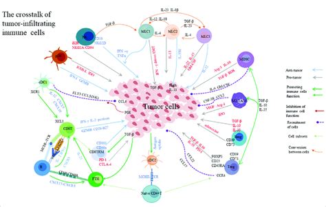 Tumor Infiltrating Immune Cells Are Important Different Cells Play