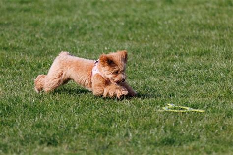 10 Wheaten Terrier Haircuts And Grooming Types With Photos