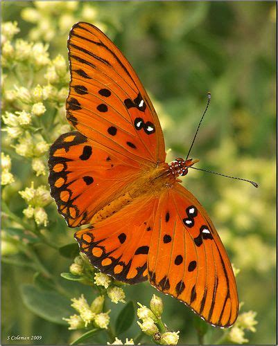 31 best images about Beautiful Orange Butterfly on Pinterest | Orange flowers, Spanish and Posts