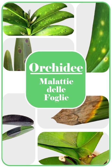 Orchidee Malattie Delle Foglie Come Riconoscerle E Curarle Artofit