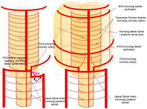 Vertebral Artery