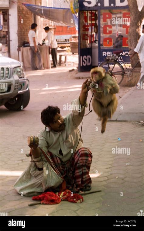 Organ Grinder Man And Acrobatic Monkey Stock Photo Alamy