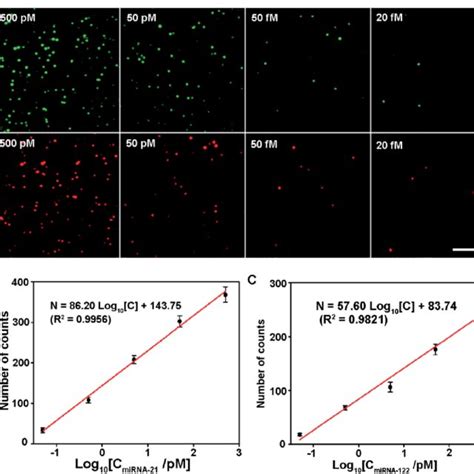 PDF Simultaneous And Ultrasensitive Detection Of Multiple MicroRNAs